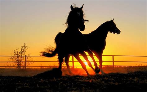 Silhouette Of Two Horses During Golden Hour Animal Horse Hd