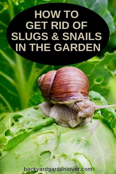 How To Get Rid Of Slugs And Snails In The Garden Gardening Slugs