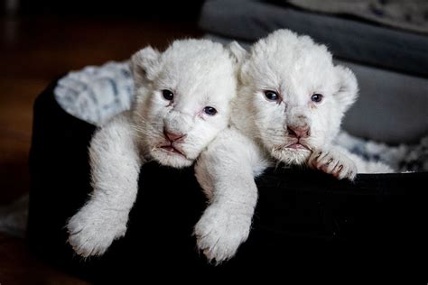 Extremely Rare White Lion Cubs Born At Sanctuary After Parents Got
