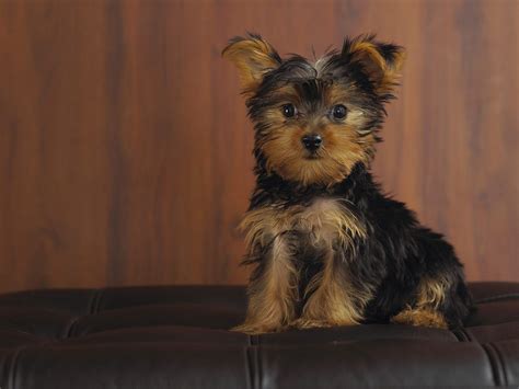 More images for chien fond d'ecran » 30 Fonds d'écran chiens et chiots - animaux
