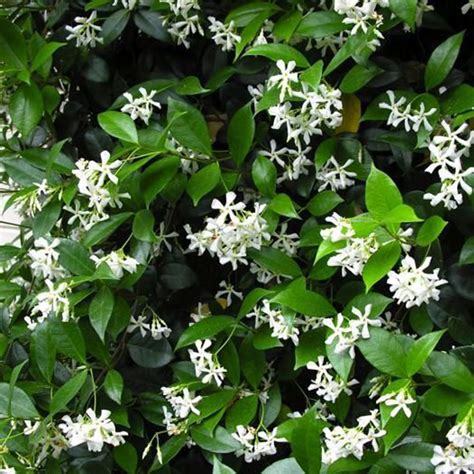 Star Jasmine Trachelospermum Jasminoides Tooth Mountain Nursery