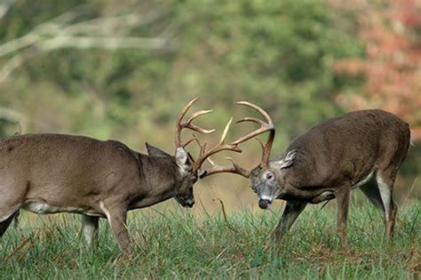 Whitetail Deer Behavior Whitetail Deer Bucks Butting Heads Before