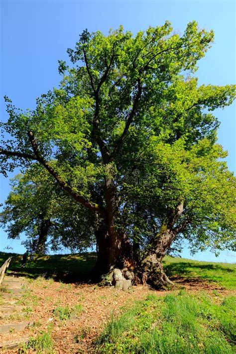 Very Old Linden Tree In Upper Bavaria Germany Stock Photo Image Of
