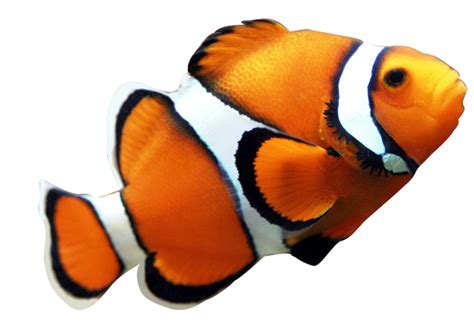 Fish PNG