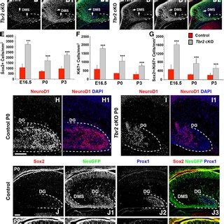 (PDF) Tbr2 Is Essential for Hippocampal Lineage Progression from Neural Stem Cells to ...