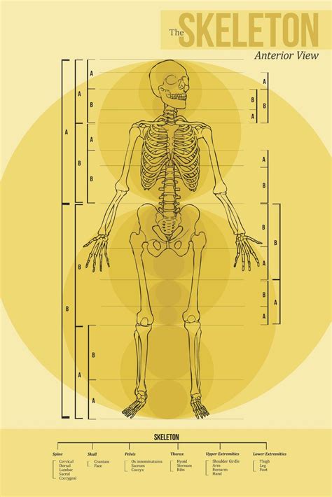 Golden Ratio By Rachel Krohn At Human Body Golden Ratio