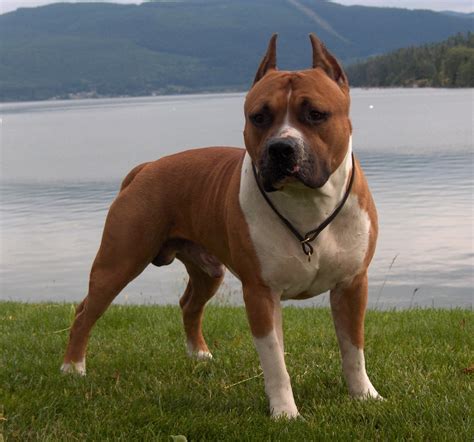 The Staffordshire Bull Terrier At The Lake Wallpapers And Images