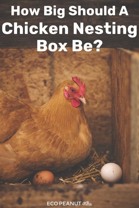 4.1 what are the chicken nesting box the removable nesting part is easy to clean. How Big Should a Chicken Nesting Box Be? | Chicken nesting ...