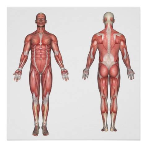 Almost every muscle constitutes one part of a pair of identical bilateral. The muscular system unlabeled poster | Zazzle