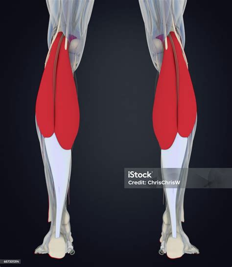 Músculos De La Pantorrilla Anatomía Humana Gastrocnemio Ilustración 3d