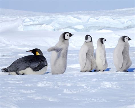 Emperor Penguins Penguin Pedia