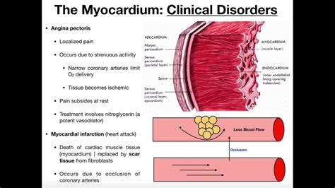 More Physiology Of The Myocardium Youtube