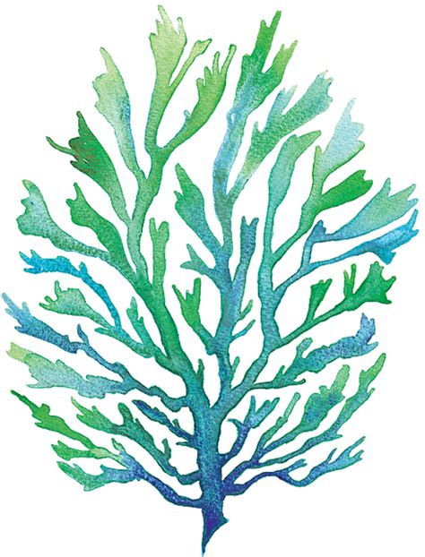 Download High Quality Seaweed Clipart Watercolor