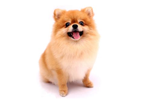 Maybe you would like to learn more about one of these? Pomeranian dog on a white background. Photo | Premium Download