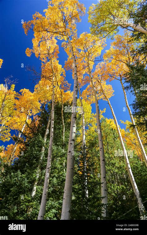 Autumn Foliage Of Colorful Yellow Aspen Trees In Colorado Forest During