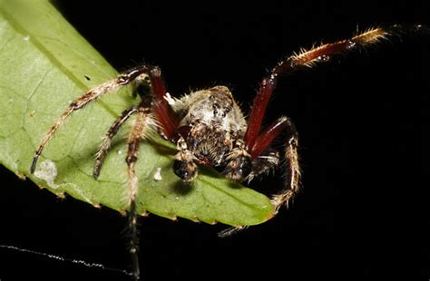Scientists Catch Male Spiders Giving Oral Sex Discover Magazine