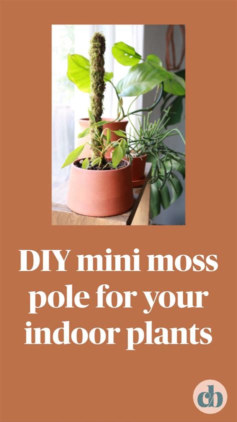 With a moss stick you 'push' the plant in one direction this depends mainly on the size of the houseplant. DIY mini moss pole for your indoor plants: An immersive ...