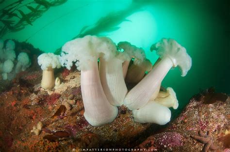 Pin By Outdoorphoto On Underwater Photography Kelp Forest National