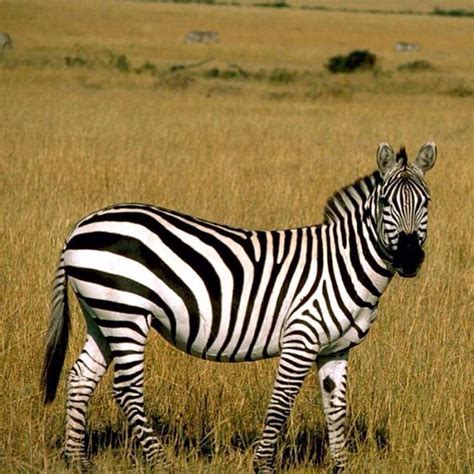 Pin By Bunny On All Things Beautiful Zebra Pictures