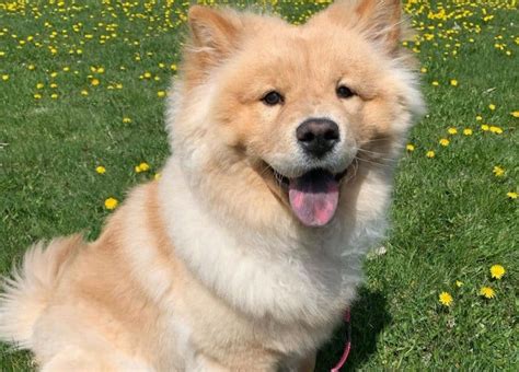 30 Of The Most Adorable And Fluffy Shiba Inu Mix Dogs K9 Web