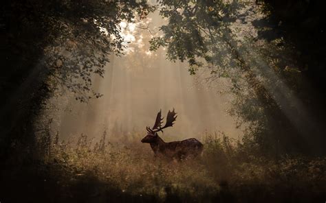 3840x2400 Deer Mammal Forest Sunbeams 4k 5k 4k Hd 4k Wallpapers Images