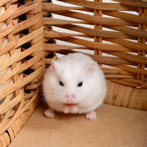 Best White Roborovski Dwarf Hamster Stock Photos Pictures And Royalty