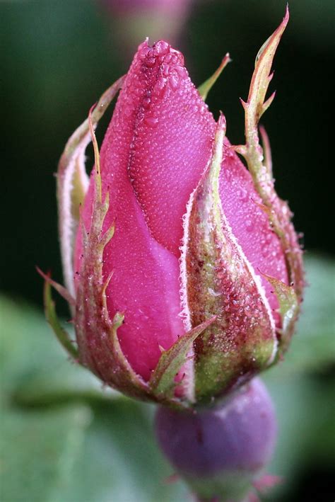 Rosebud With Morning Dew Katharine Hanna Flickr
