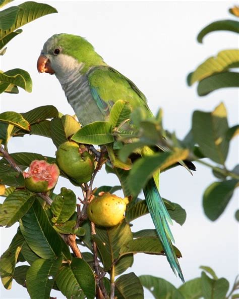Perico Monje Aves De La Ciudad De Querétaro · Naturalista