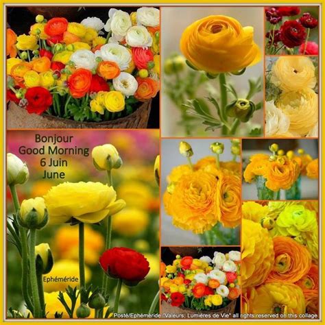 Mood Board Flower Pictures Love Flowers Collage