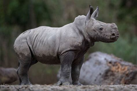 The Dublin Zoo Just Welcomed The Most Adorable Baby Rhino — See The
