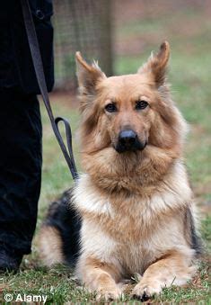 Locate the companies on a map. Police dog left 'screaming in pain' after runaway suspect ...