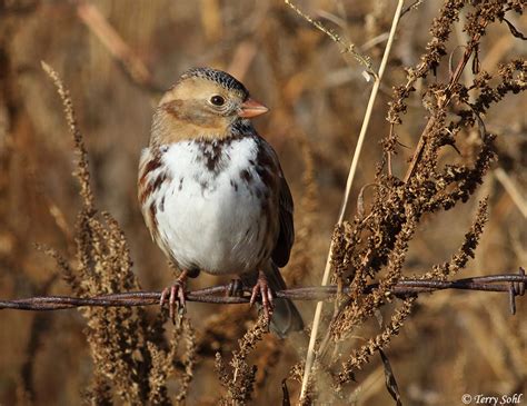 Harriss Sparrow South Dakota Birds And Birding