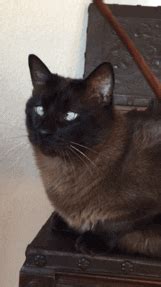 Explore and share the best cat typing gifs and most popular animated gifs here on giphy. Adopteunmec : Les meilleures phrases des mecs sur leur ...