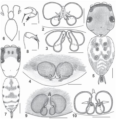Copulatory Organs And Somatic Characters Of The Holotype Females Of