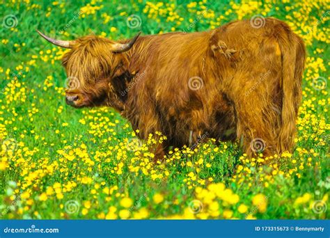 Highland Red Cow Stock Image Image Of Breed Breeding 173315673