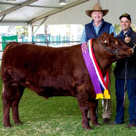 Perth Royal Show On Instagram Beef Up Your Cattle Knowledge How