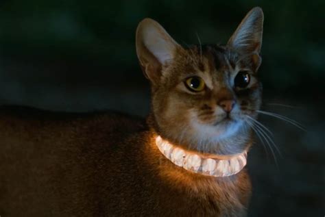 See more of the cat from outer space on facebook. New Modern Trailer Released for Classic Film "The Cat From ...