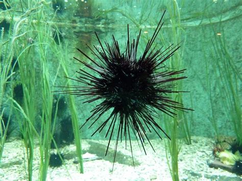 Sea Urchins Waf