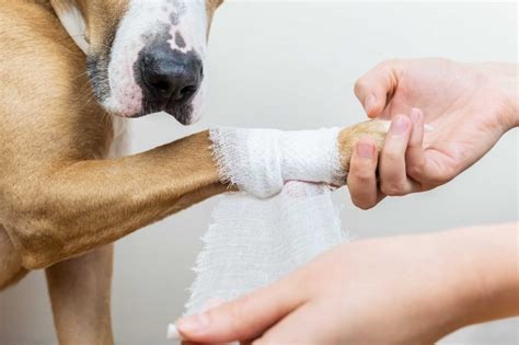 How To Disinfect Pet Wounds For Your Dog Or Cat Prometheus