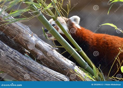Red Panda And Bamboo Stock Photo Image Of Bamboo Peer 39309612