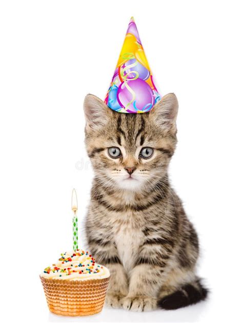 Seriously 35 Facts Of Birthday Hats For Cats Your Friends Forgot To