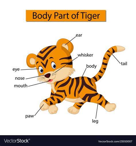 Diagram Showing Body Part Tiger Royalty Free Vector Image