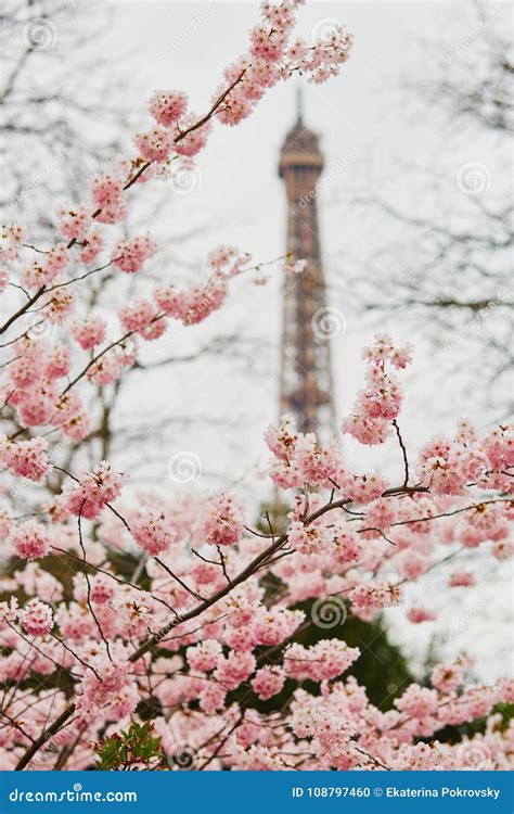 Beautiful Cherry Blossom Tree And The Eiffel Tower Stock Photo Image