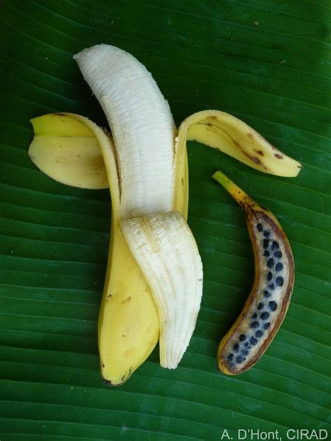 Why Are Bananas Going Extinct Plentiful Lands