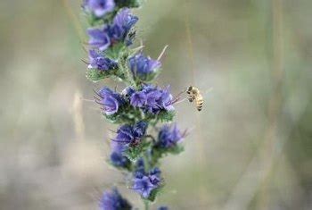 List of flowers that attract honey bees. Honey Bee-Friendly Perennials | Home Guides | SF Gate