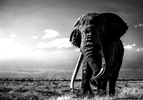 Elephant Wallpaper Black And White Wallpapers Gallery