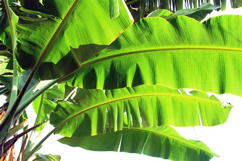 Bugis ketan di beberapa daerah dibungkus daun pisang. v1olet - my favorite things: Flora : Kita Yang Menanam ...
