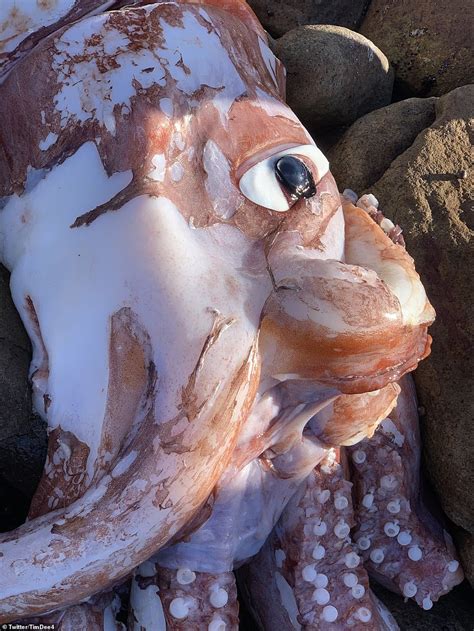 Rare Giant Squid With Massive Eye That Roams 3000 Feet Below Oceans