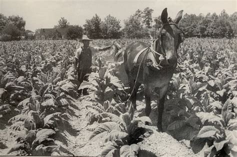 Tobacco Farmer Black Wide Awake