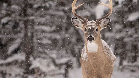 How to read deer tracks in the snow | Fox News